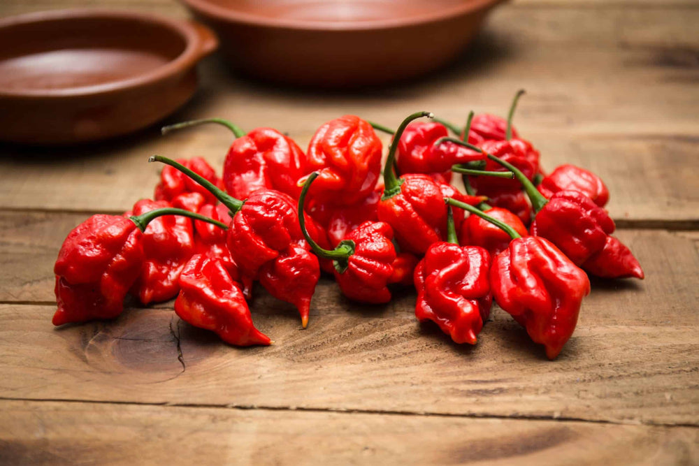 Oaksteak Offensively Hot BBQ Sauce - 12 oz